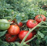 STAR OF THE EAST TOMATO