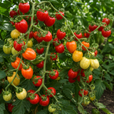 ACCORDION CHERRY RED TOMATO