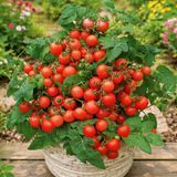 BALCONY STAR TOMATO