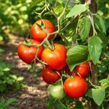 BURKIVSKY EARLY TOMATO