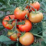 INDIANA BALTIMORE TOMATO