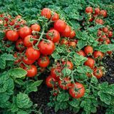 MICRO DWARF BOLL FINCH TOMATO