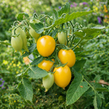 MICRO DWARF FUNNY PLUM YELLOW TOMATO