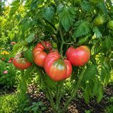 PRUDEN'S PURPLE TOMATO