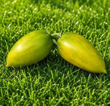 GREEN RIPPER TOMATO