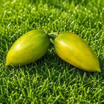 GREEN RIPPER TOMATO