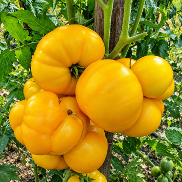 DWARF EGYPT YELLOW TOMATO