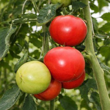 AGI TOMATO