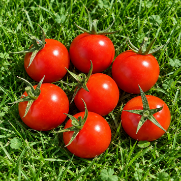 OLIVE RED TOMATO