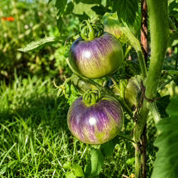 TESS BLUE GREEN TOMATO