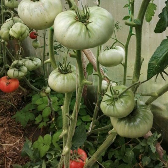 SERAFIMA POMIDOR