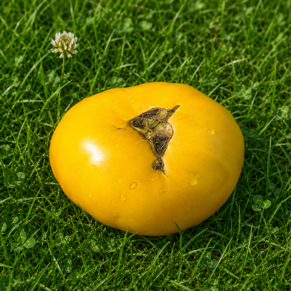 PIDDUBNY TOMATO