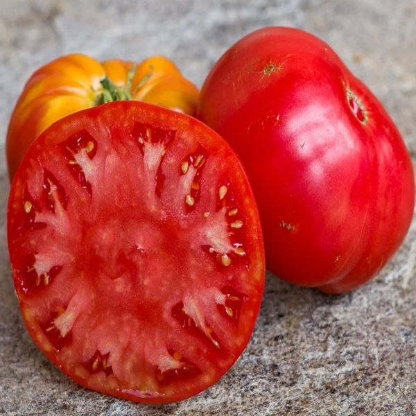 РRUDEN'S PURPLE POMIDOR