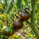 ROZMAY TOMATO