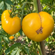 DIXIE GOLDEN GIANT TOMATO