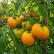 SERAFIMA TOMATO