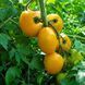 PIDDUBNY TOMATO