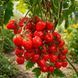 ACCORDION CHERRY RED TOMATO