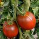 BLACK YUM YUM TOMATO