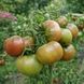 BROWN BEAR TOMATO