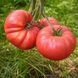 BURCHAM'S NEW GENERATION TOMATO