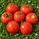 BURKIVSKY EARLY TOMATO