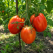 GERMAN HOWARD TOMATO