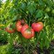 PRUDEN'S PURPLE TOMATO