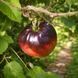 SERGEANT PASCAL TOMATO