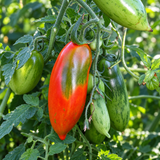 BOXER REBELLION TOMATO