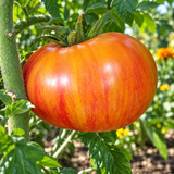 DWARF CONFETTI TOMATO