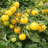 GOLD PEARL TOMATO