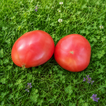 BUTTER AND BULL HEART TOMATO