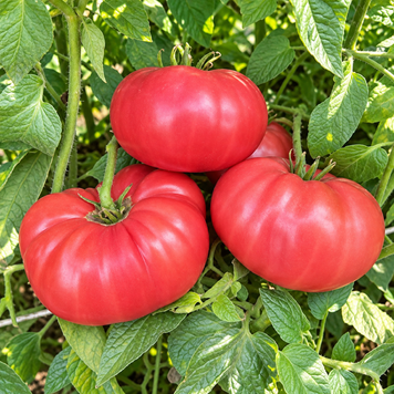 ITALIAN TREE TOMATO