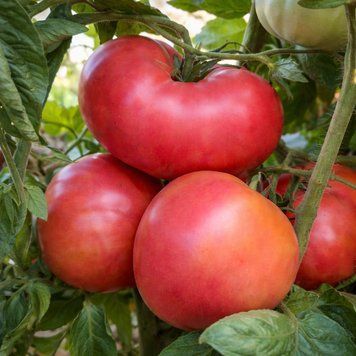 AFRICAN QUEEN TOMATO