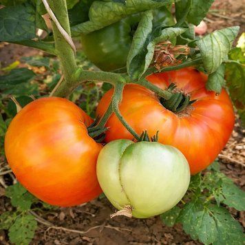EVA'S AMISH STRIPE TOMATO