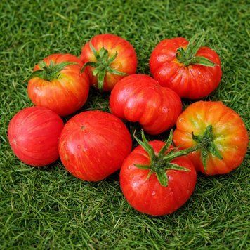 JACK IN A BOX TOMATO