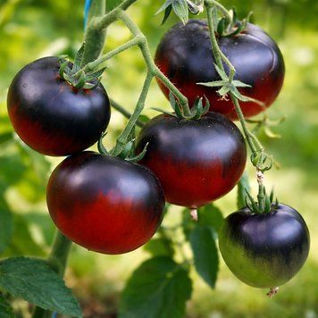 OSU BLUE STRIPED TOMATO