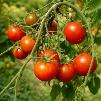 REBEL ALLIANCE TOMATO