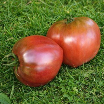 TURNIP TOMATO
