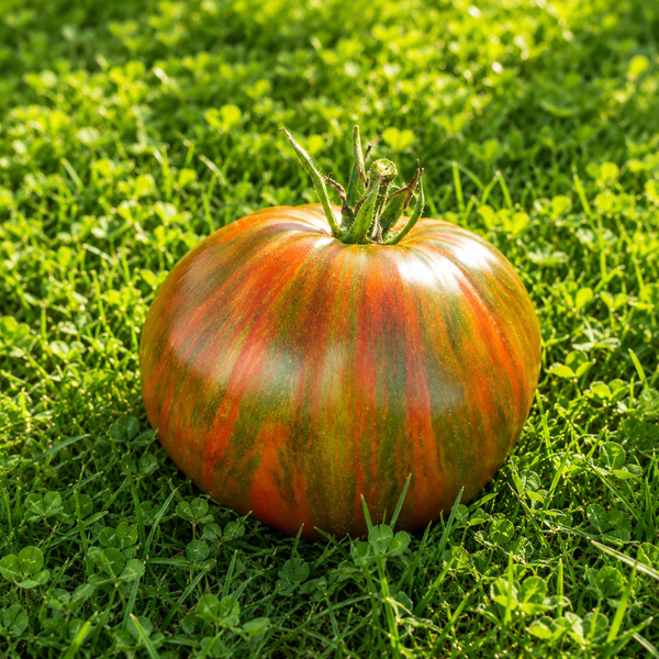 MARSHA'S STARFIGHTER HEART TOMATO