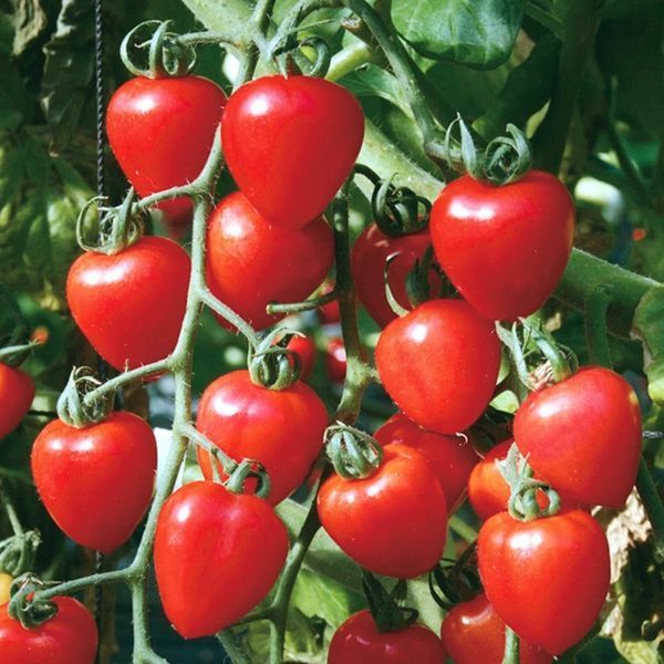 СЛАДКОЕ СЕРДЦЕ САДОВНИКА (GARDENER'S SWEETHEART) ТОМАТ
