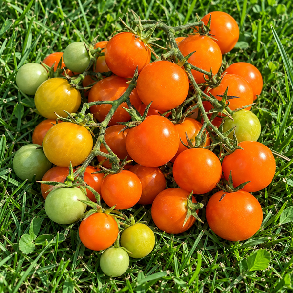 RICITOS DE ORO (GOLDILOCKS)