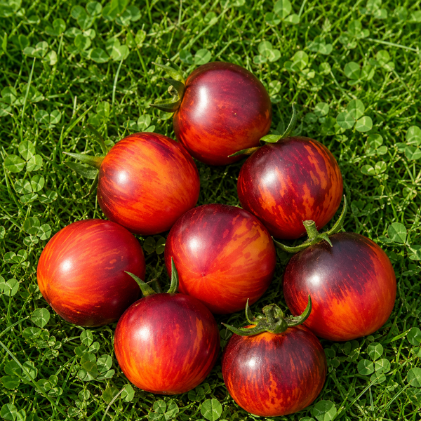GORDEY BLUE TOMATO