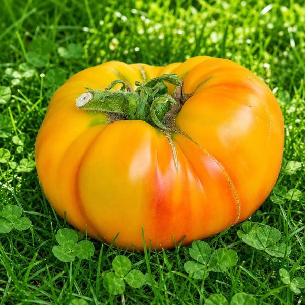 HONEY GIANT 11147-930G foto