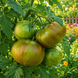 DWARF PEPPERMINT STRIPED TOMATO