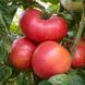 AFRICAN QUEEN TOMATO