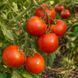 ARKANSAS TRAVELER TOMATO