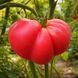 CLEOTA PINK TOMATO
