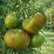 DWARF PEPPERMINT STRIPED TOMATO